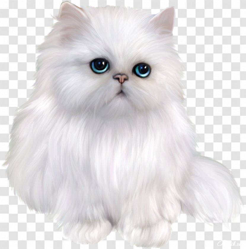 Persian Cat Himalayan Exotic Shorthair Asian Semi-longhair Siamese - Carnivoran - Cute Kitty Transparent PNG