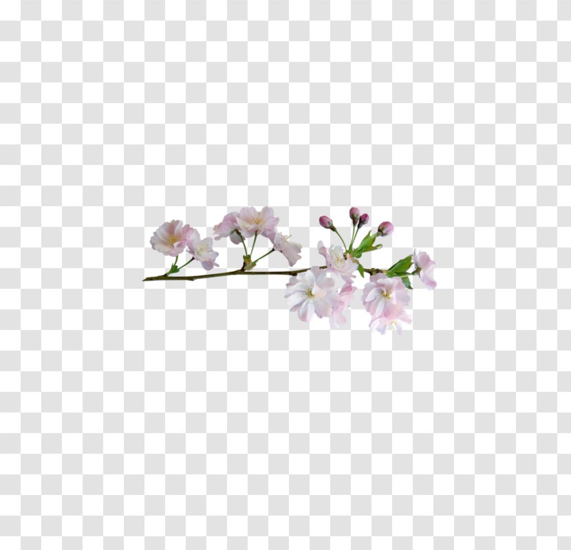 Flower - Pink - Cherry Blossoms Transparent PNG