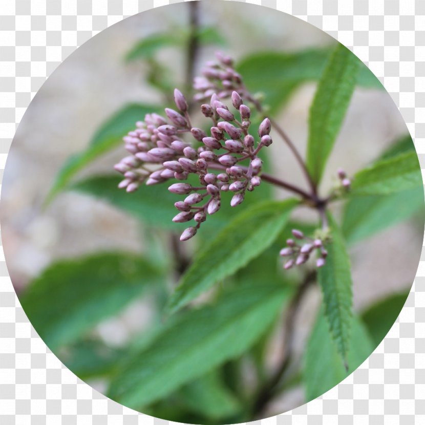 Herb - Lilac Transparent PNG