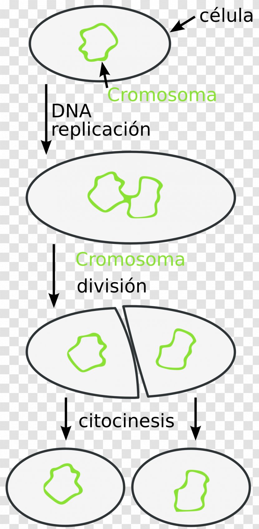 Fission Bacteria Paramecium Mitosis Prokaryote Transparent PNG