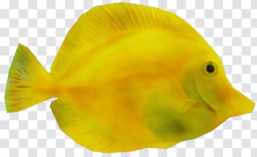 Fish Yellow Fin Butterflyfish - Bonyfish Pomacentridae Transparent PNG