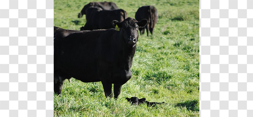 Calf Cattle Pasture Ox Grazing - Farm - Cowcalf Operation Transparent PNG