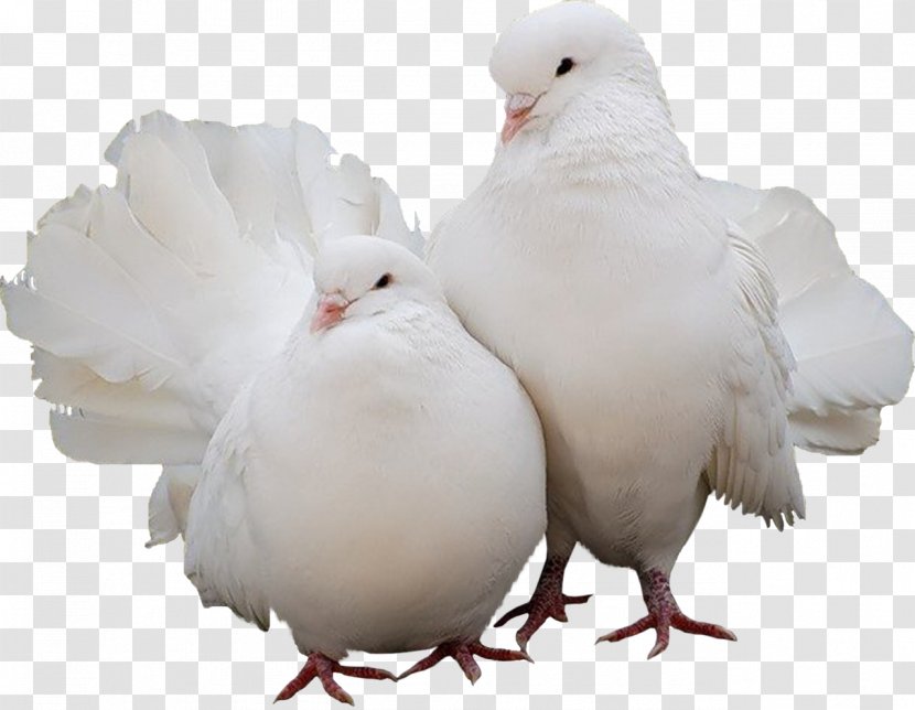 Domestic Pigeon Columbidae Bird - Chicken - Gull Transparent PNG