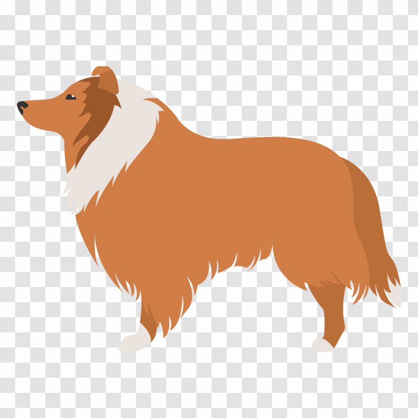 Dog Breed Icelandic Sheepdog Rough Collie Australian Shepherd German - Tail - Race Transparent PNG