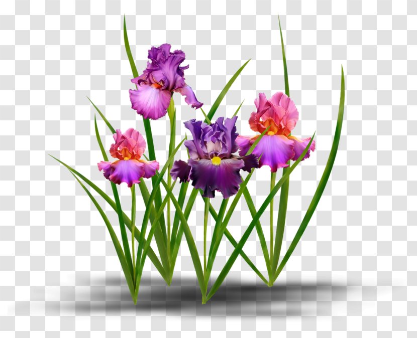 Flower Blog Ve Clip Art - Cut Flowers - Iris Transparent PNG