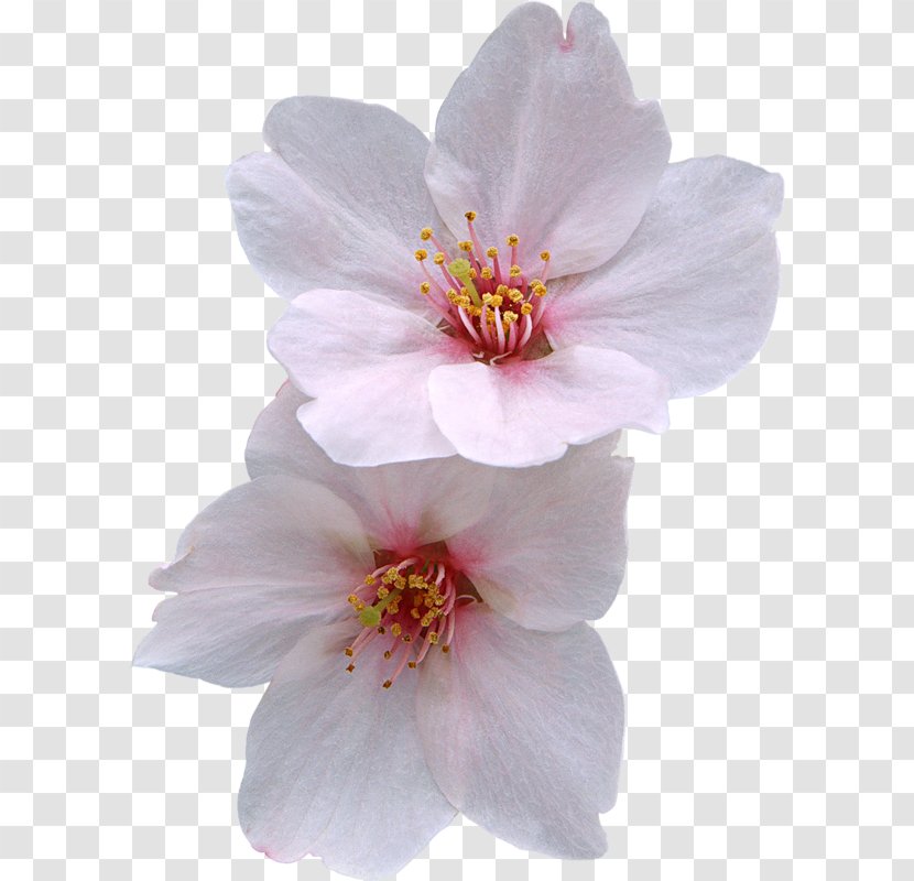 Cherry Blossom Flower Zazzle - Peach Flowers Transparent PNG