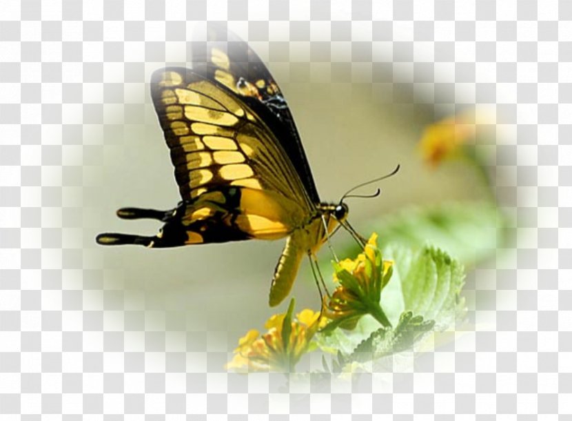 Butterfly Insect Adonis Blue Pollinator Nectar - Brush Footed Transparent PNG