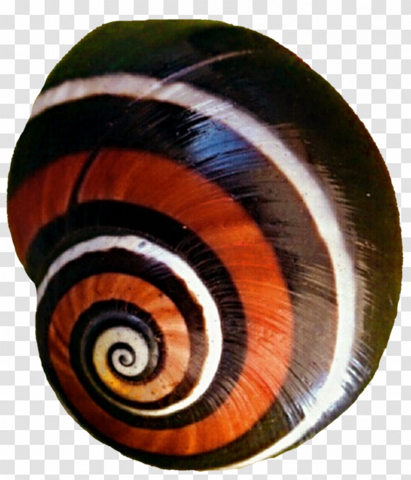 Snail Gastropods Invertebrate Spiral Slug Transparent PNG