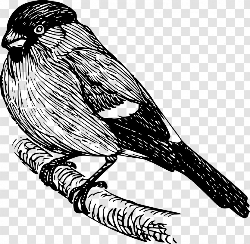 Bird Line Drawing - Falconiformes Bobolink Transparent PNG