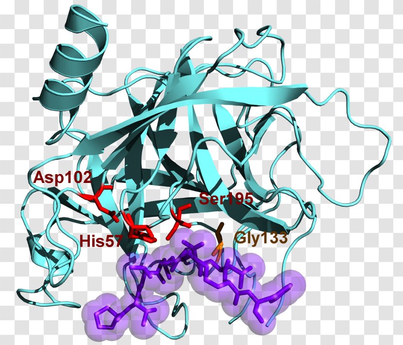Chymotrypsinogen Protein Serine Protease - Active Site - Organism Transparent PNG