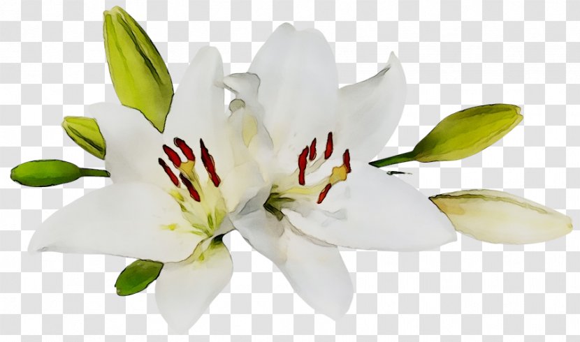 Easter Lily Clip Art Image Desktop Wallpaper Flower - Family - Peruvian Transparent PNG