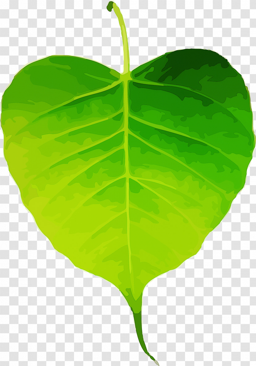 Bodhi Leaf Bodhi Day Bodhi Transparent PNG