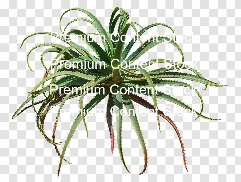 DeviantArt Plant - Art - Aloe Transparent PNG