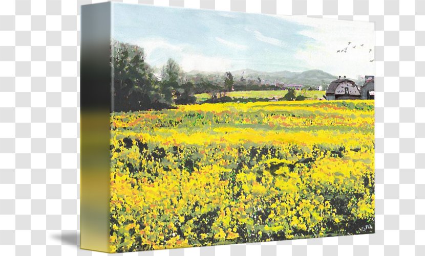 Canola Oil Yellow Gallery Wrap Canvas Maryland - Watercolor - Mustard Field Transparent PNG