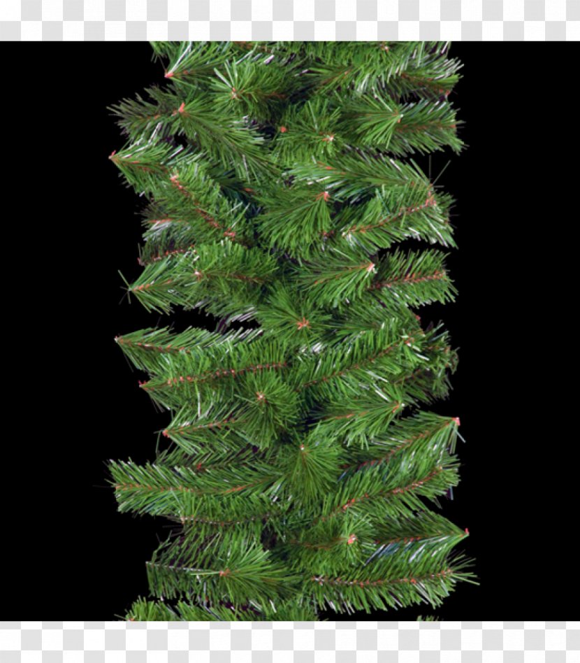English Yew Evergreen Conifers Fir Spruce - Garland Transparent PNG