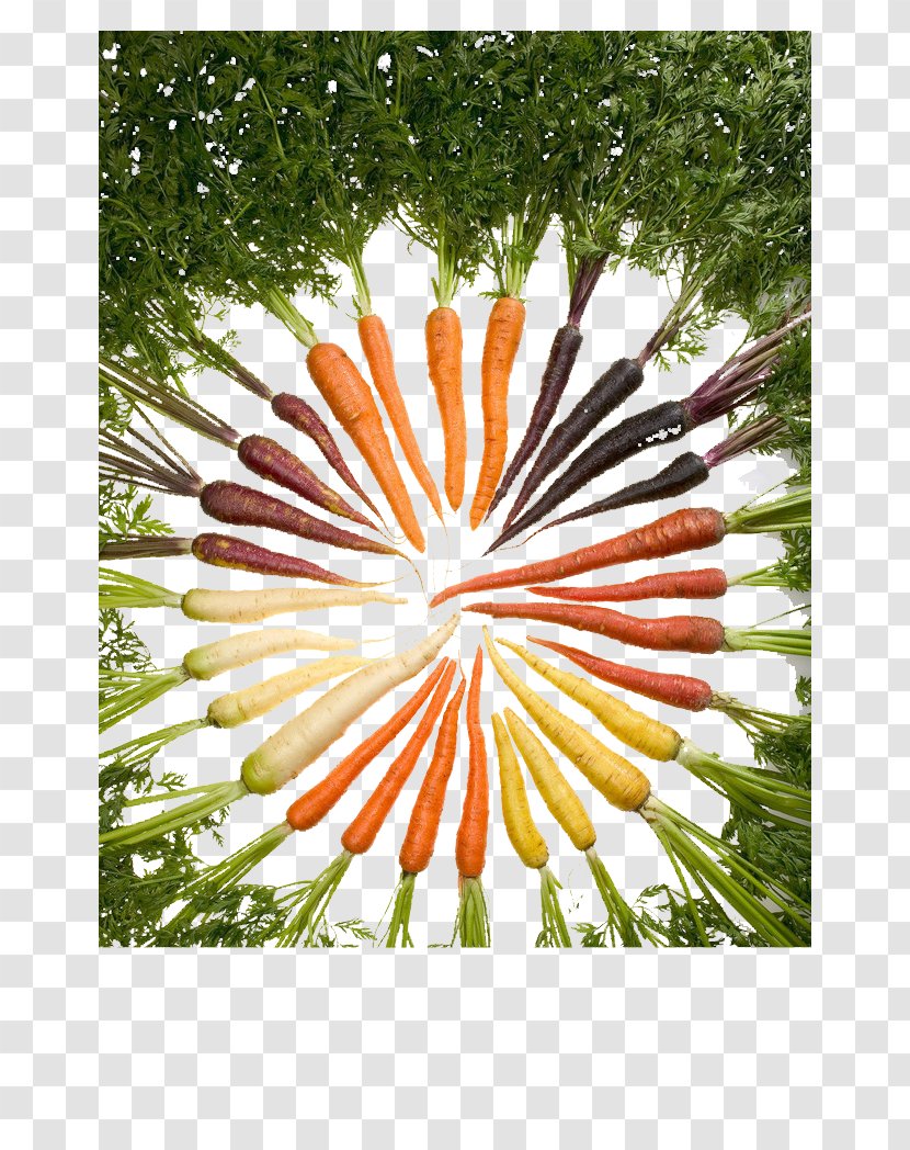 American Wild Carrot Eating Root Food - Petal - Circle Transparent PNG