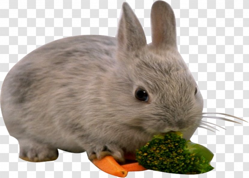 European Rabbit Leporids - Rabbits Eat Cauliflower Transparent PNG