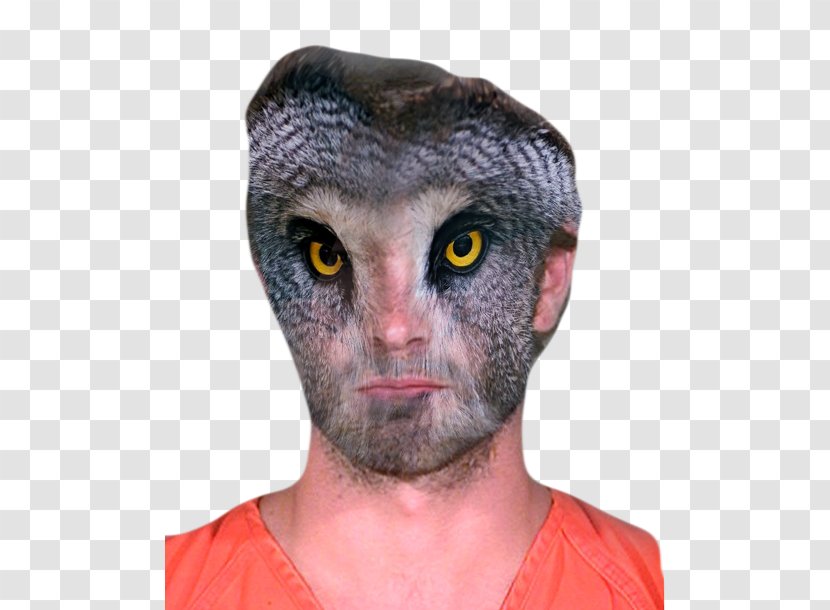 Snout Owls Head Bird Chace Crawford - Face - Owl Transparent PNG