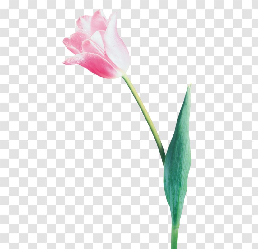 Tulip Flower Bouquet Clip Art - Rose Family - Of Flowers Transparent PNG