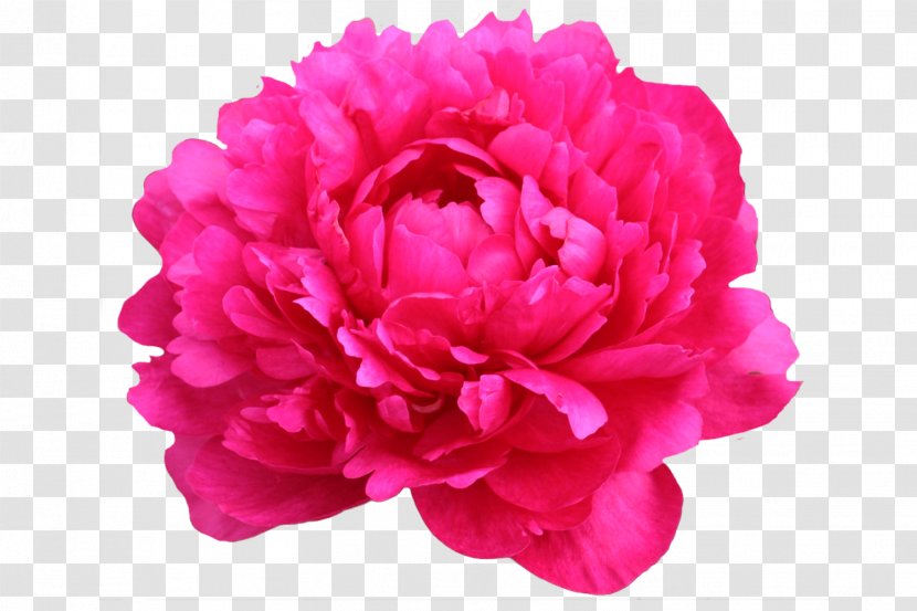 Chinese Peony Moutan Tree Cut Flowers - Plant - Vector Transparent PNG