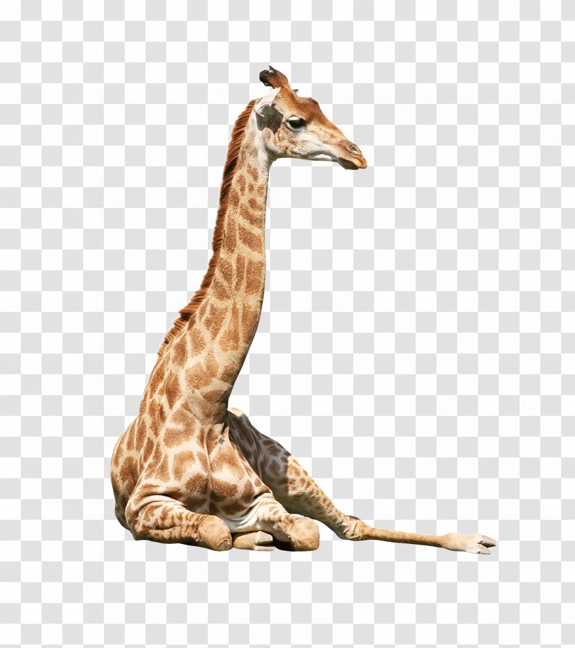 Northern Giraffe Neck Animal - Fauna Transparent PNG