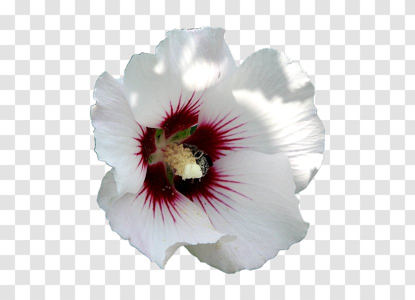 Rose Of Sharon Common Hibiscus Flower Bee - Ancient Lady Throwing Flowers Transparent PNG