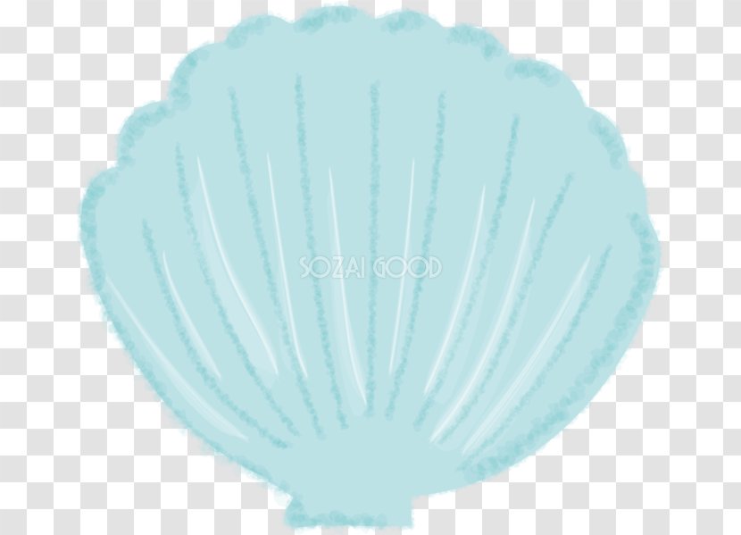 Illustrator Seashell - Sea - Ai.zip Transparent PNG