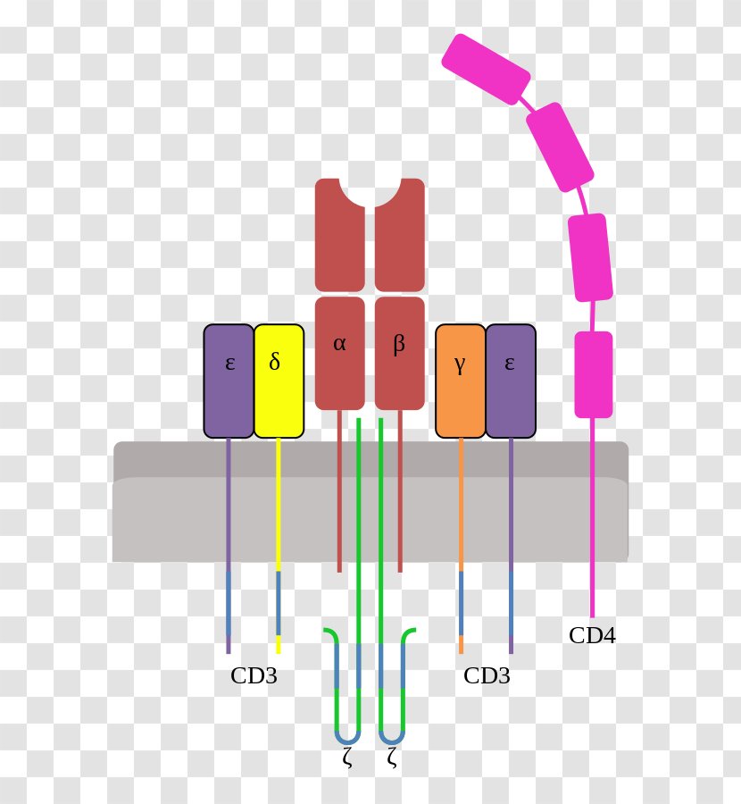 T-cell Receptor T Cell Lymphocyte CD3 - Diagram - Imaginary Transparent PNG
