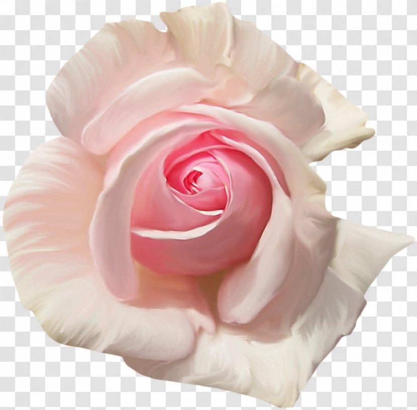 Garden Roses Centifolia Flower Pink Clip Art - Rosa - Cartoon Creative Decorative Floral Illustration Transparent PNG