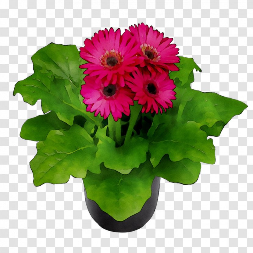 Transvaal Daisy Floral Design Cut Flowers Flower Bouquet - Chrysanths Transparent PNG