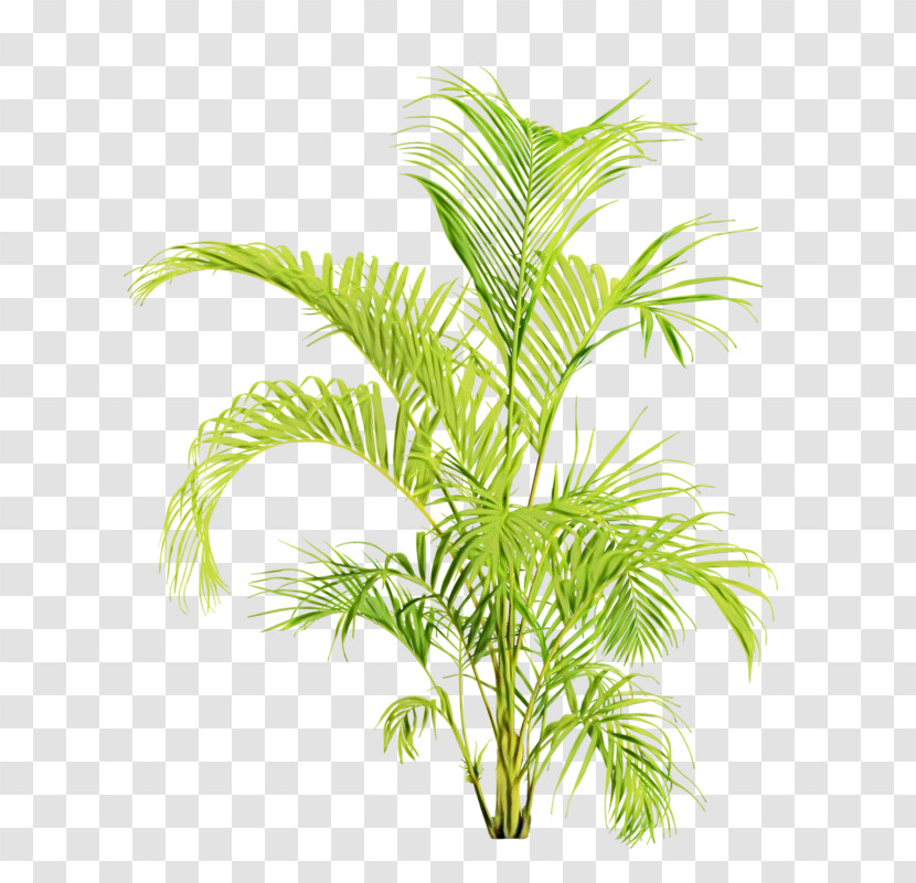 Palm Tree Transparent PNG