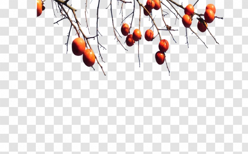 Fruit Tree Image Branch - Rose Hip - Kumquat Frame Persimmon Transparent PNG