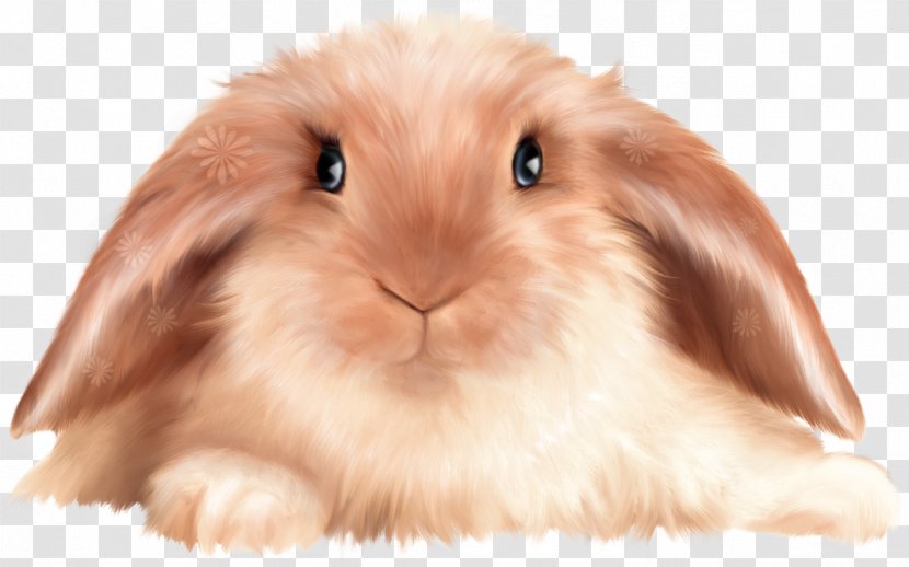 Domestic Rabbit Cartoon Clip Art Image - Cute Bunny Transparent Transparent PNG