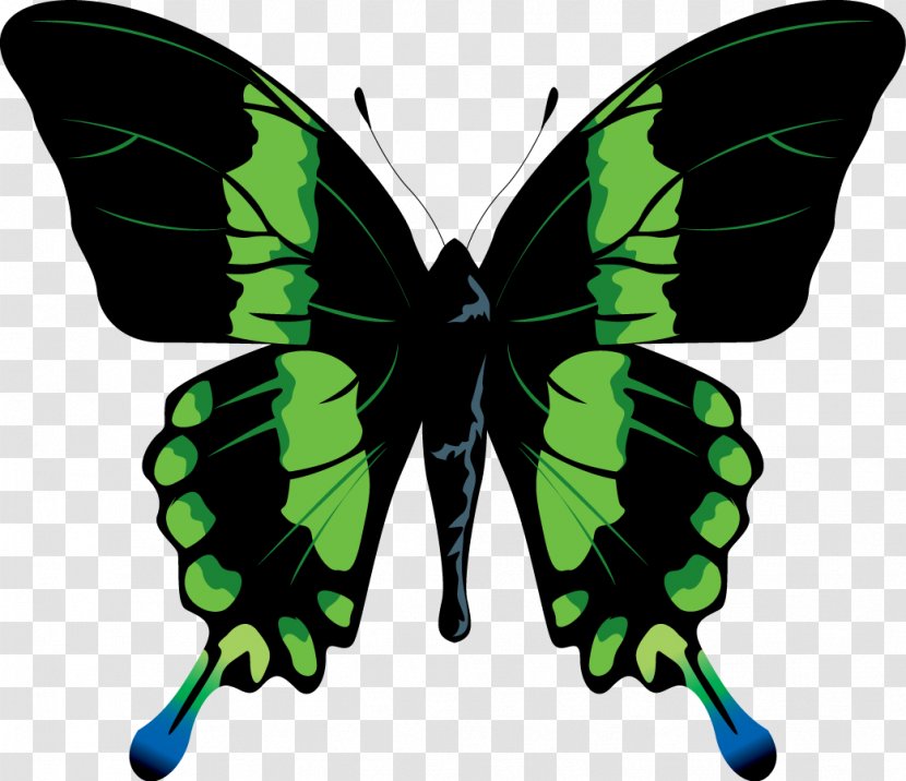 Photography Clip Art - Insect - 烟雾 Transparent PNG