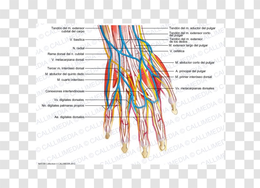 Blood Vessel Nerve Human Body Anatomy Nervous System - Hand Transparent PNG