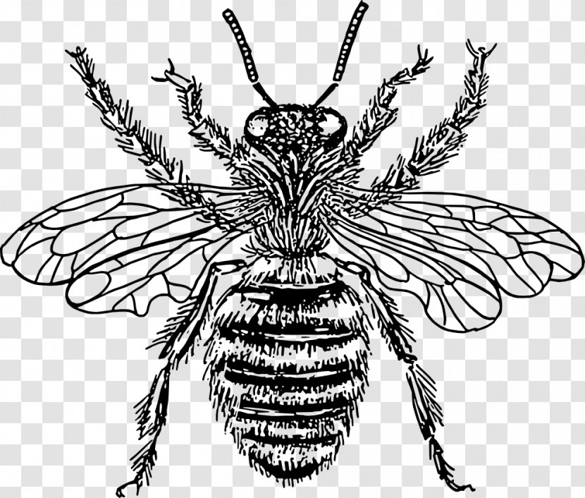 European Dark Bee Queen Drawing Clip Art Transparent PNG