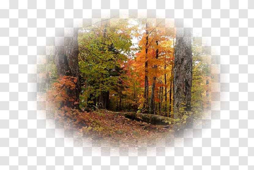 Autumn Painting Image PhotoFiltre - Broadleaved Tree Transparent PNG