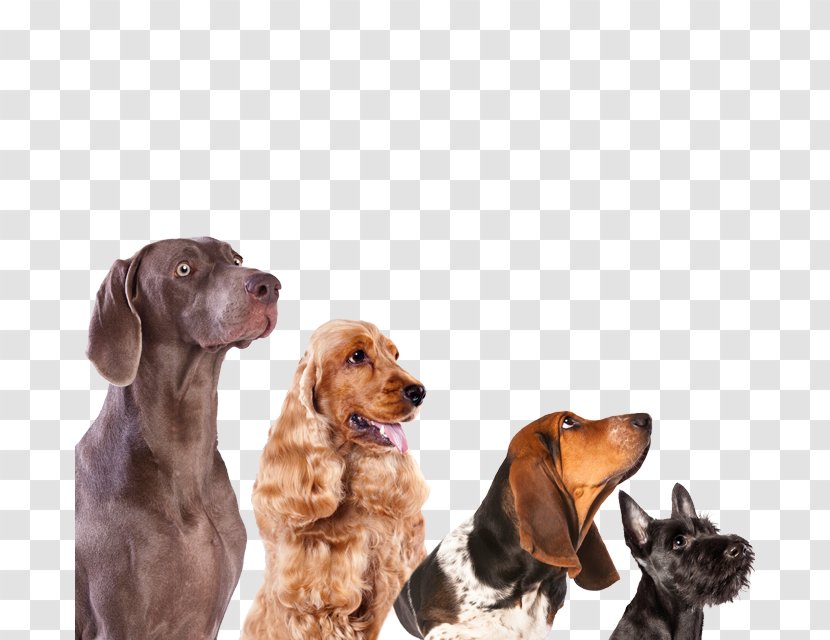 Sussex Spaniel English Cocker Boykin Weimaraner Vizsla - Companion Dog - Puppy Transparent PNG