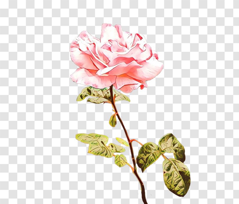 Garden Roses Cabbage Rose Cut Flowers Floral Design - Plants - Petal Transparent PNG