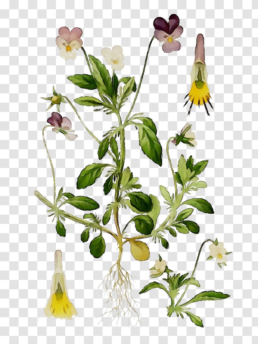Flowering Plant Floral Design Cut Flowers Stem - Herbalism Transparent PNG