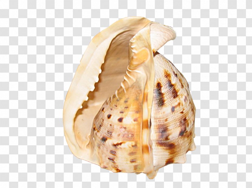 Sea Snail Seashell - Information - Conch Spots Transparent PNG