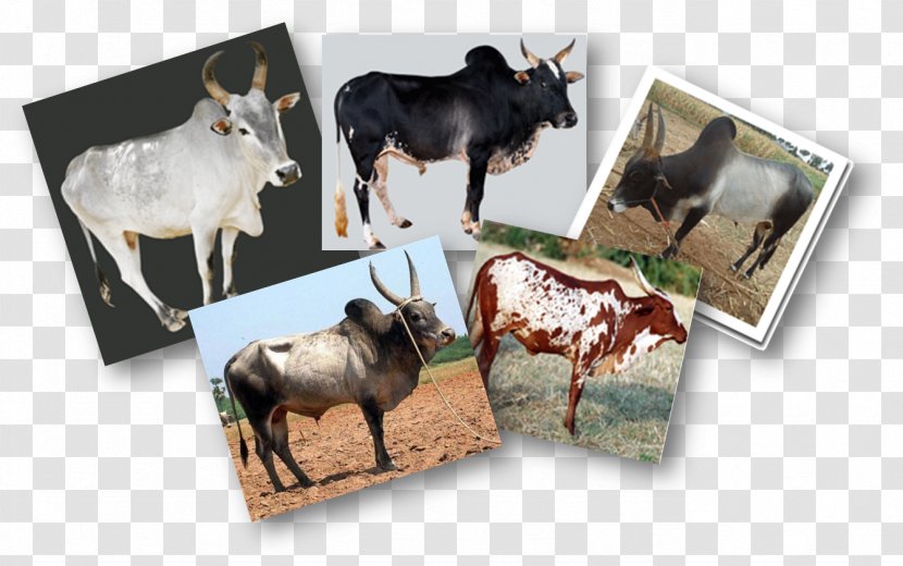 Cattle Ox India Breed Wildlife Transparent PNG
