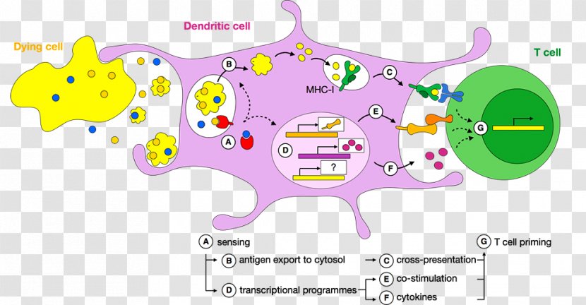 Dendritic Cell Cross-presentation Priming T Antigen - Watercolor - Intracellular Transparent PNG