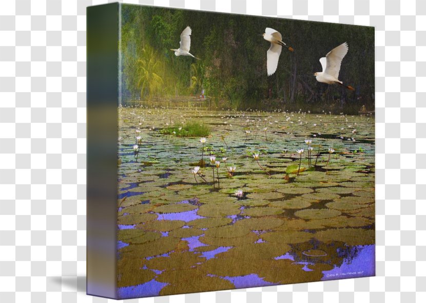 Duck Water Resources Ecosystem Fauna Painting - Grass - Egret Poster Design Transparent PNG