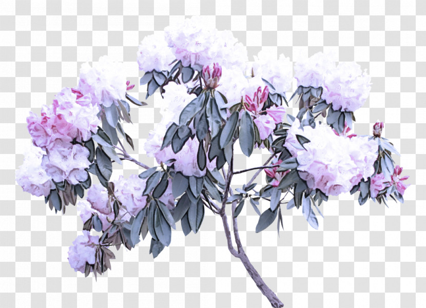 Lavender Transparent PNG