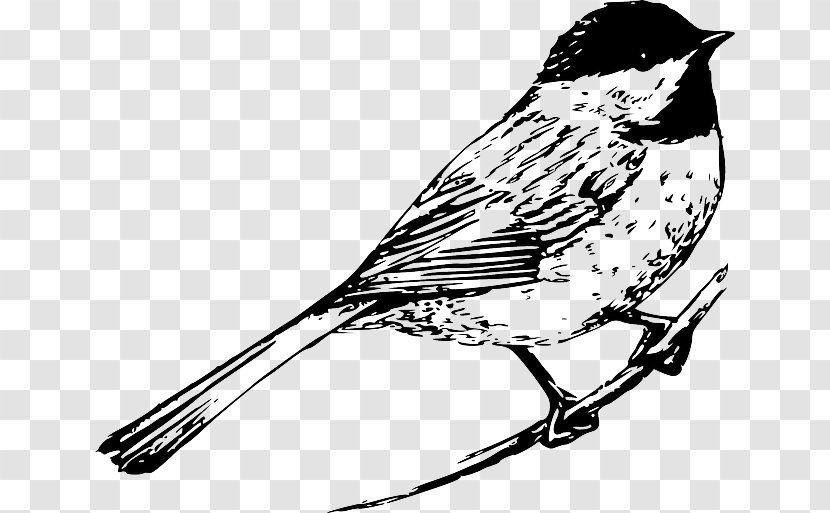 Bird Drawing Line Art Clip - Tail - Capped Transparent PNG