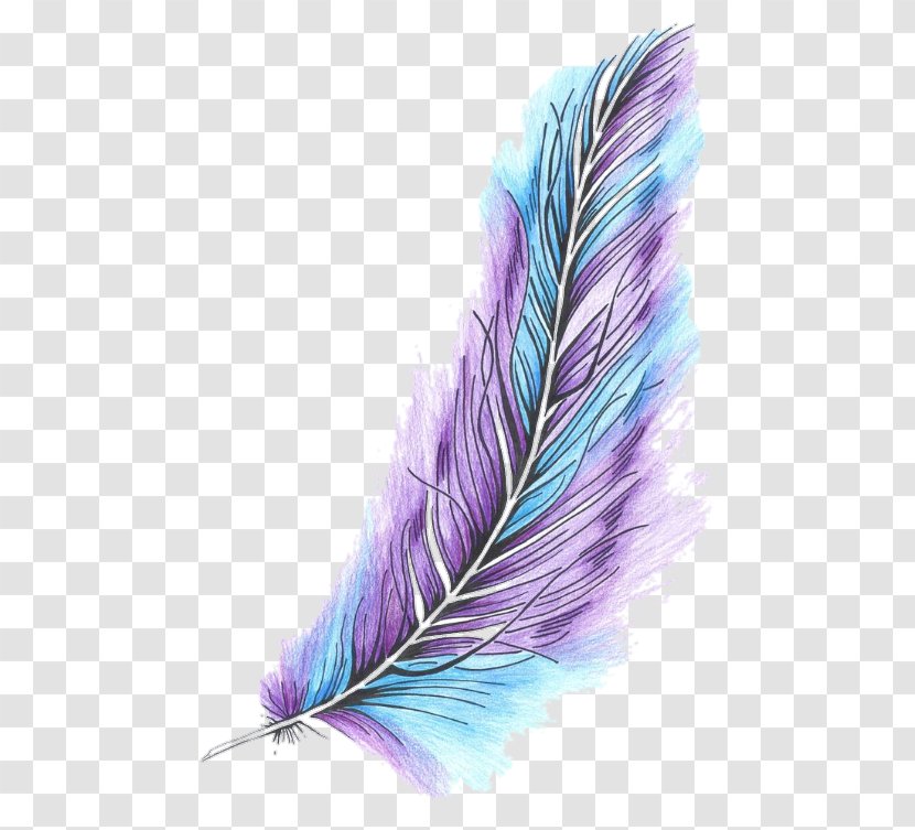 Feather Bird Color Quill Owl Transparent PNG