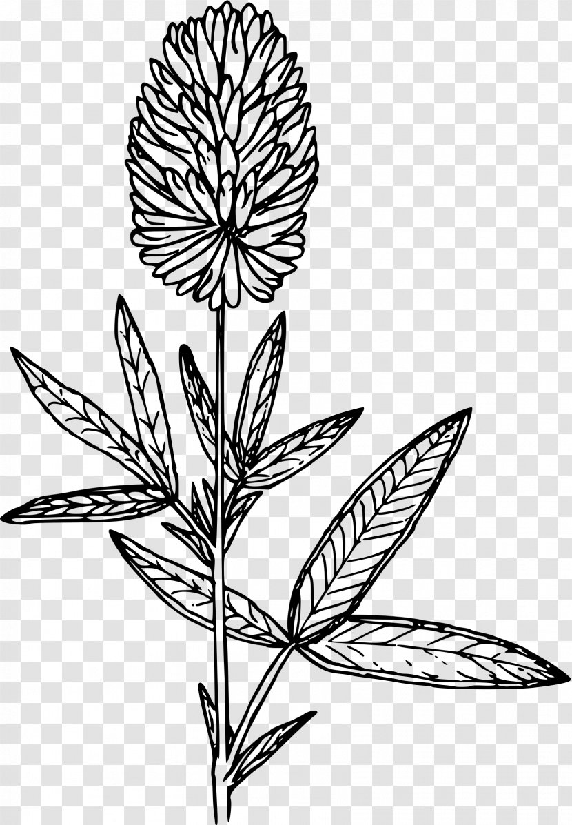 Plant Stem Line Art Leaf - Flora - Clover Transparent PNG