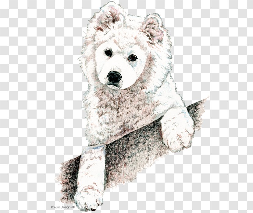 Samoyed Dog Breed Puppy Basenji Non-sporting Group - Frame Transparent PNG