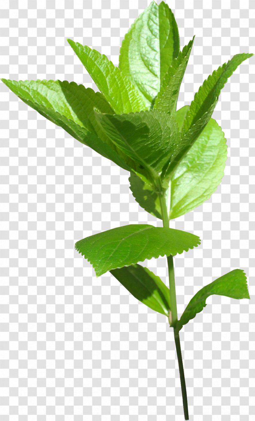 Leaf Green Plant Stem - Leaves Child Transparent PNG